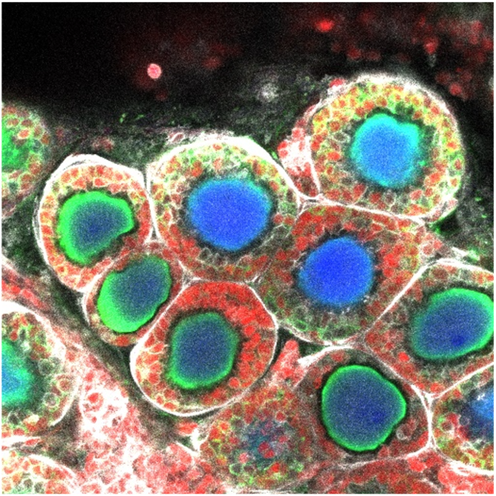 Ovarian structure from stem cells