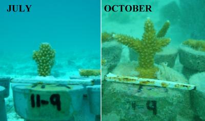 See Staghorn Coral Grow in Hypnotic Time-Lapse