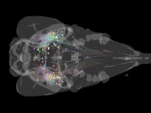 Neurons in the zebrafish