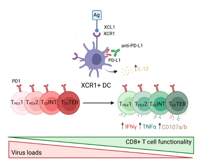 Diagram of the finding. Adapted from the scientific article published in Cell Reports