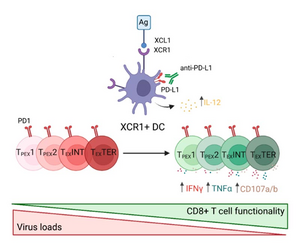 Cell Type Key To Successful Immunotherapies F | EurekAlert!