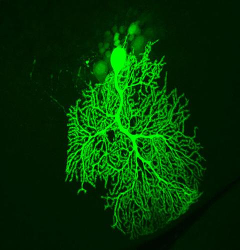 Mouse Purkinje Neuron