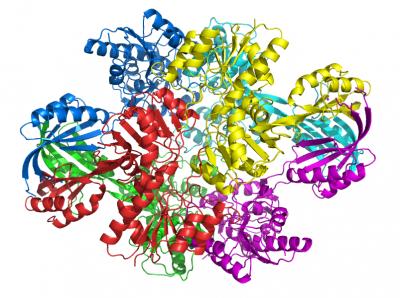 Curling Polypeptide Backbone of Anthrax Protein
