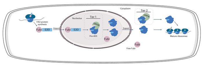 Schematic representation of the proposed two-tier processing of Fubi-S30 and the Fubi system.