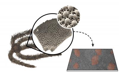 Brittle Starfish Shows How to Make Tough Ceramics