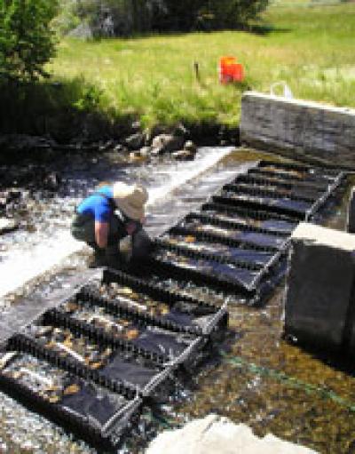 Scientist Conducting a Stream Experiment to Track Biodiversity