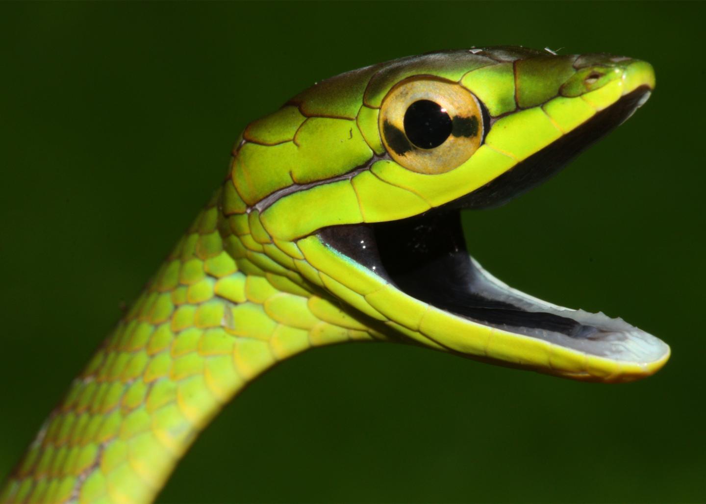 The Curious Case Of The Disappearing Snakes Eurekalert