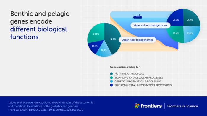 Benthic and pelagic genes enco [IMAGE] | EurekAlert! Science News Releases