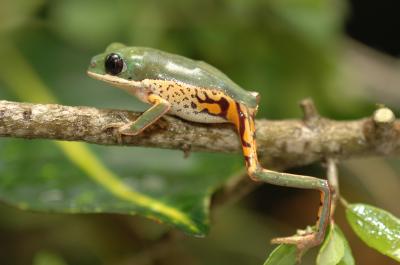 Tree Frog