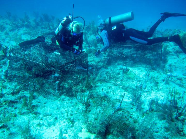 Coral-Divers-Keys