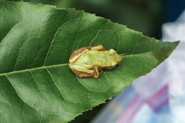 Female <i>Afrixalus clarkei</i>