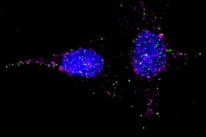 Interactome