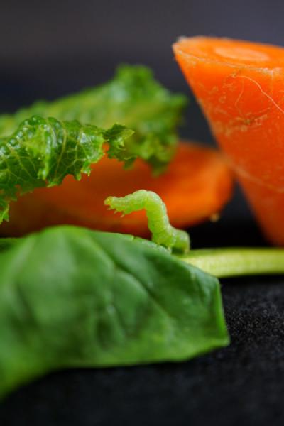 That Grocery Store Cabbage Is Alive (3 of 3)