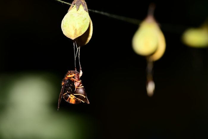 Hornets consume and move fresh fruits of Aquilaria sinensis