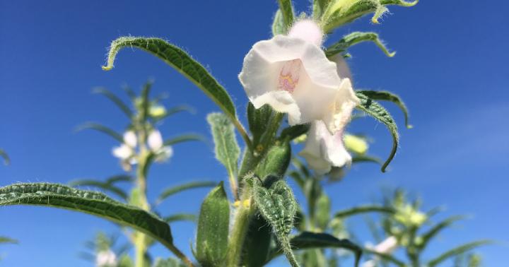 Sesame Flower