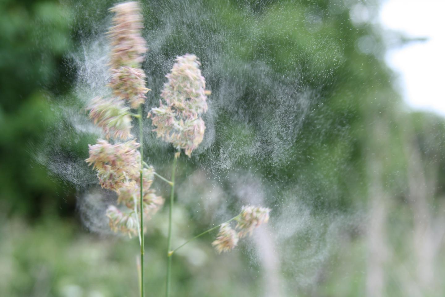Grass pollen.