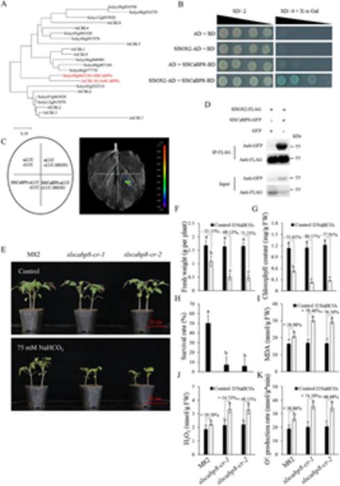 SlSCaBP8 is a homolog of AtSCaBP8 in tomato.