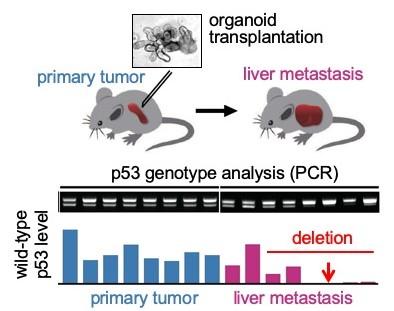 Tumor-Derived Organoids