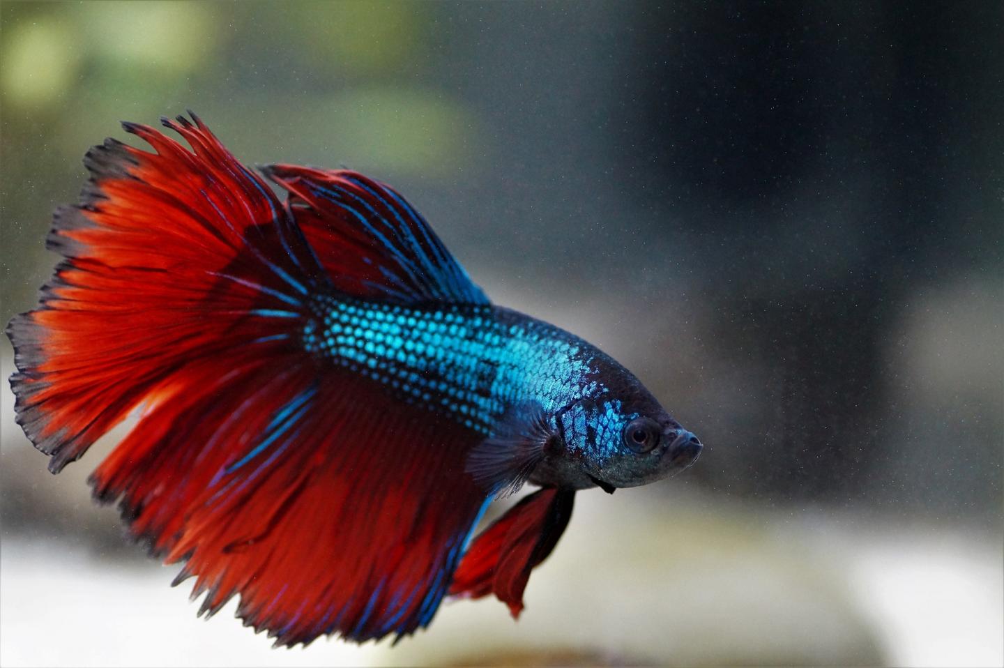 siamese fighting fish fighting each other