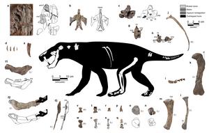 Figure showing fossils