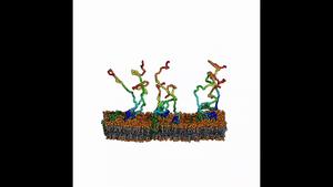 How the endoplasmatic reticulum forms protrusions