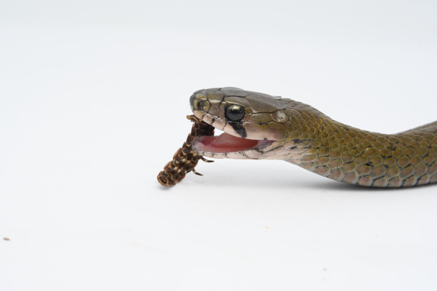 Rhabdophis pentasupralabialis feeding on a larval firefly under captive conditions