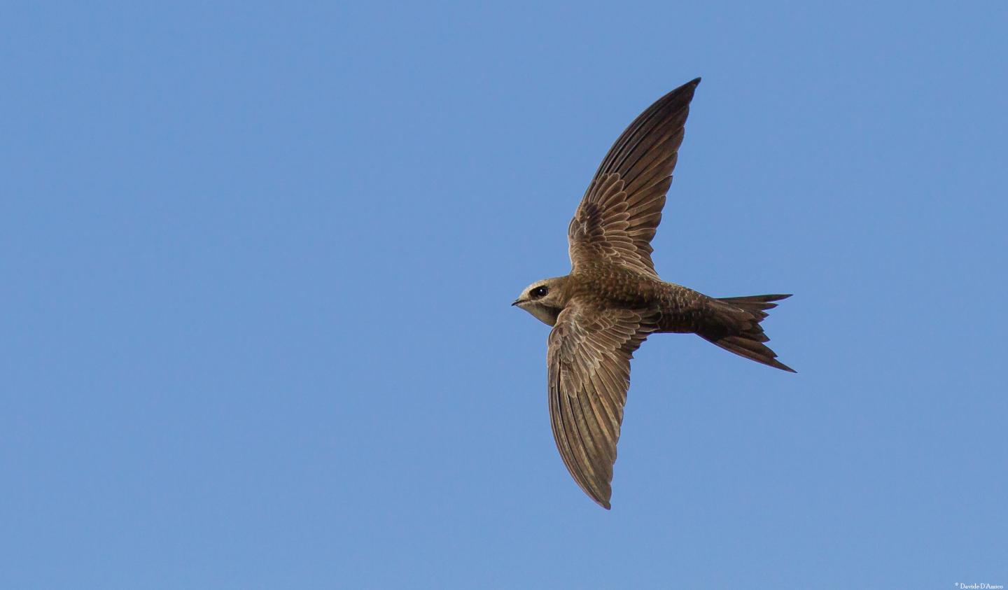 Pallid Swift