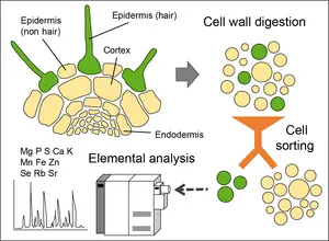 Determination of concentration of mineral elements in sorted cell types