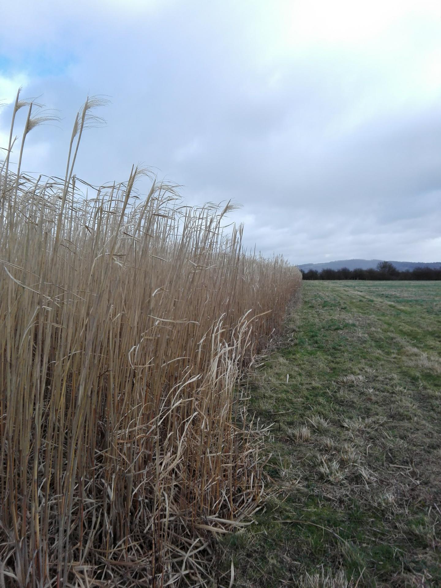 A Field of Miscanthus