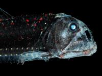 Viper Fish in the Deep Sea
