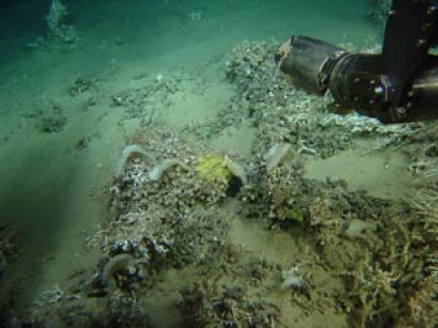 <I>Hexadella</I> Samping from Deep-Sea Coral Reef
