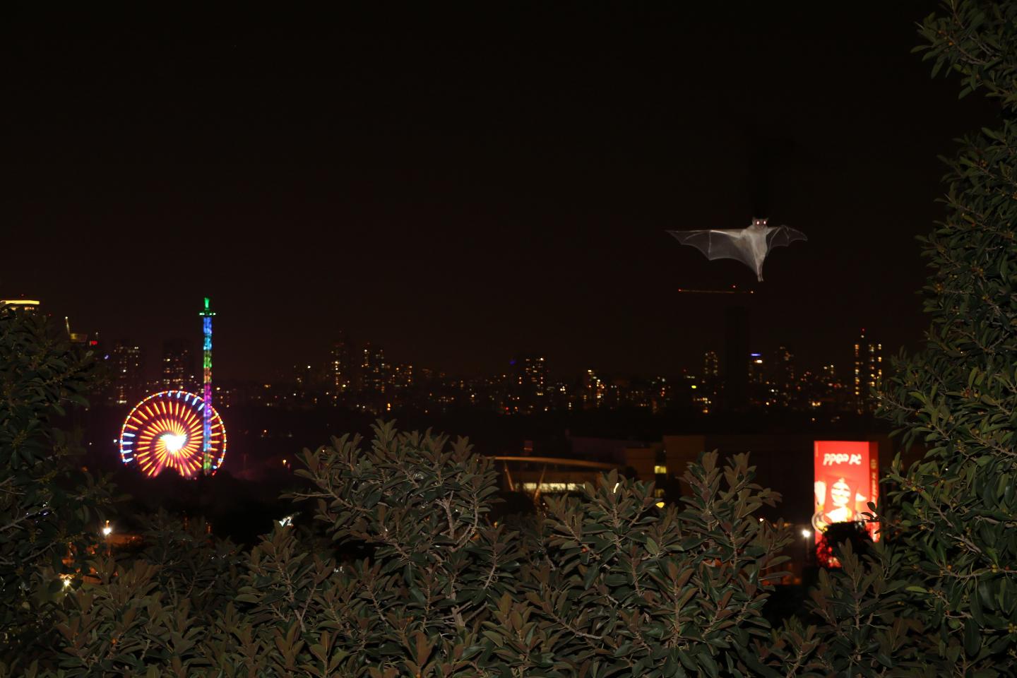 A Fruit Bat in Tel Aviv