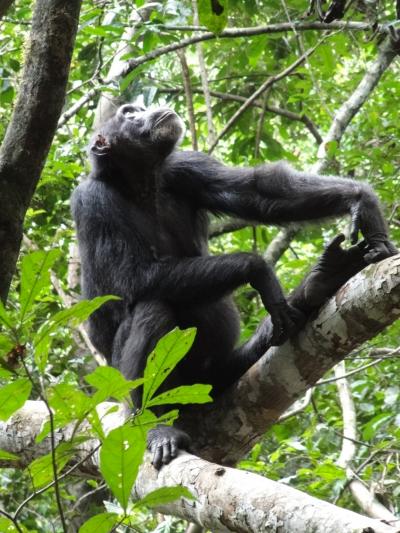 Chimpanzee Inspecting a Food Tree