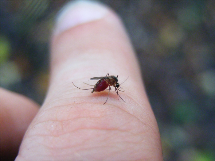 Venom drives variety  - mosquito on lead researcher's finger