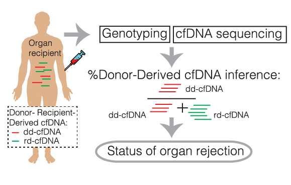 Predicting Organ Rejection from a Single Blood Draw