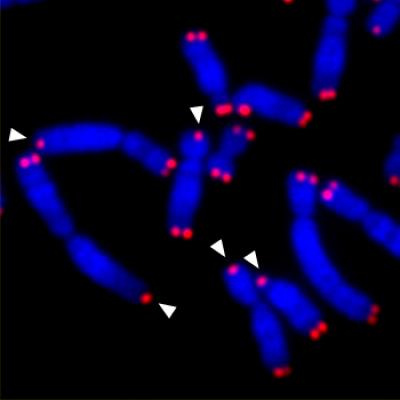 Imposing DNA Repair during Mitosis Results in Telomere Fusion