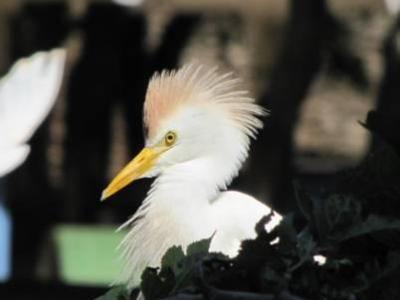 Cattle Egret