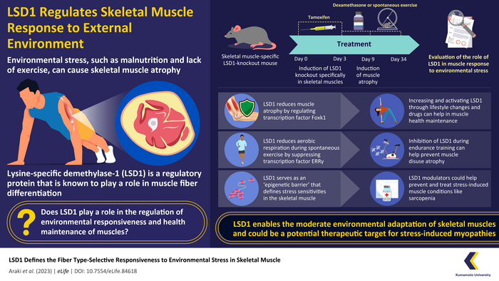 LSD1 regulates environmental adaptation of skeletal muscles