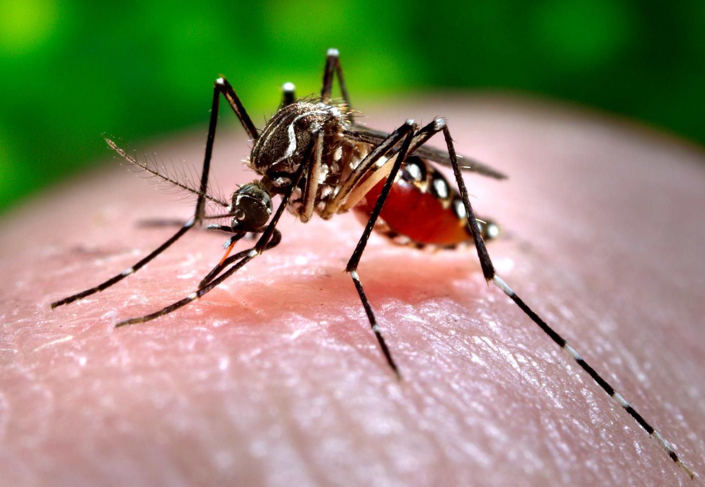 Google Searches Can Be Used to Track Dengue in Underdeveloped Countries