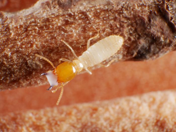 Coptotermes gestroi soldier with latex-like secretion