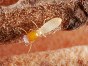 Coptotermes gestroi soldier with latex-like secretion