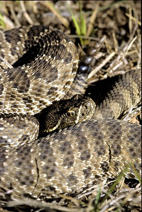 Western Rattlesnake