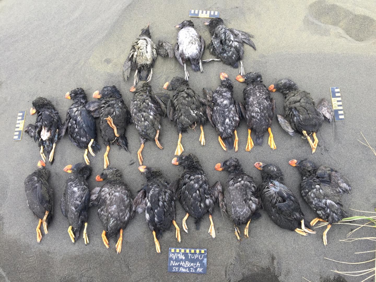 Mass Die-off of Puffins Recorded in the Bering Sea