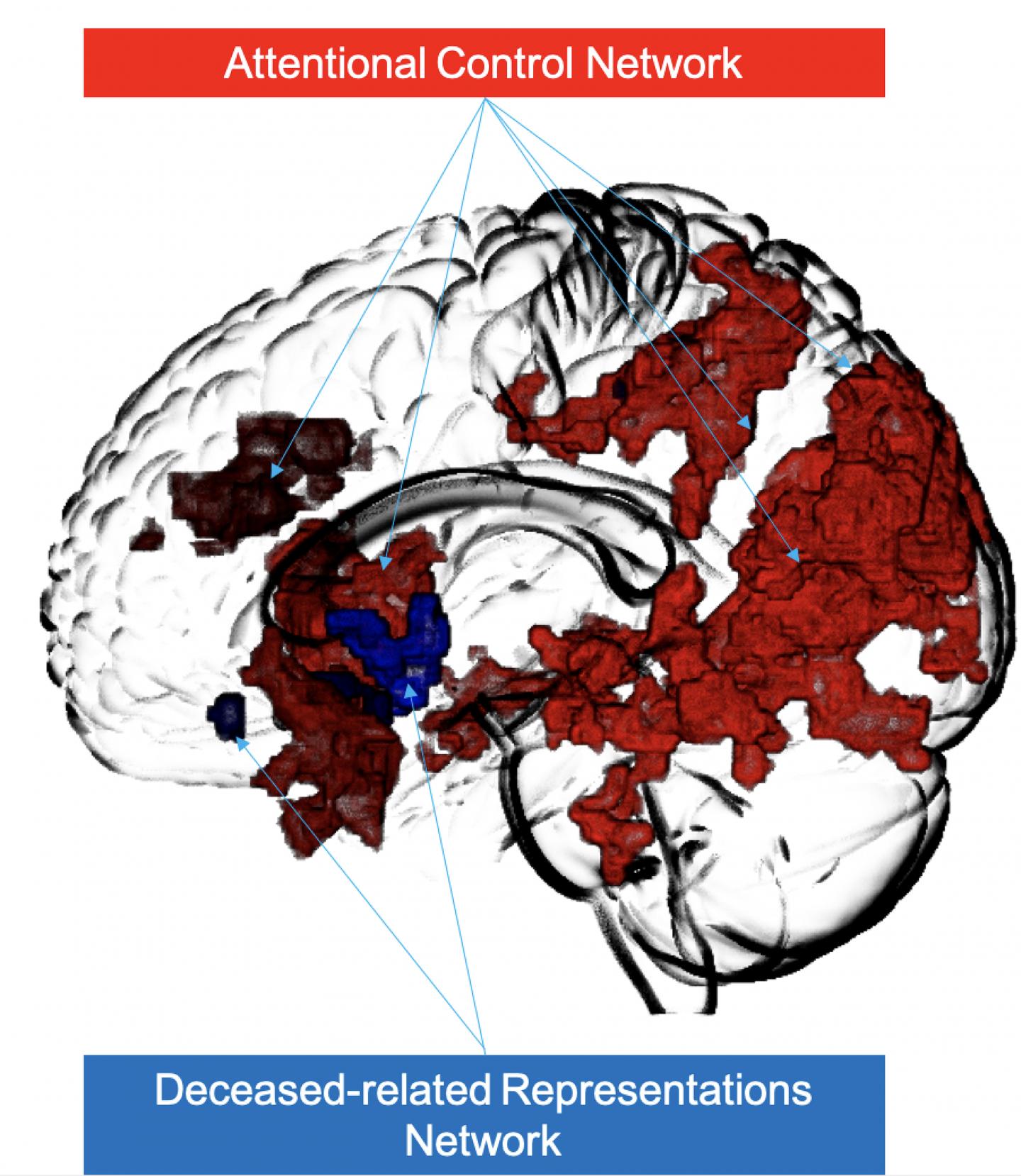 Figure 4: The Brain Networks Respectively Involved in Controlling Attention