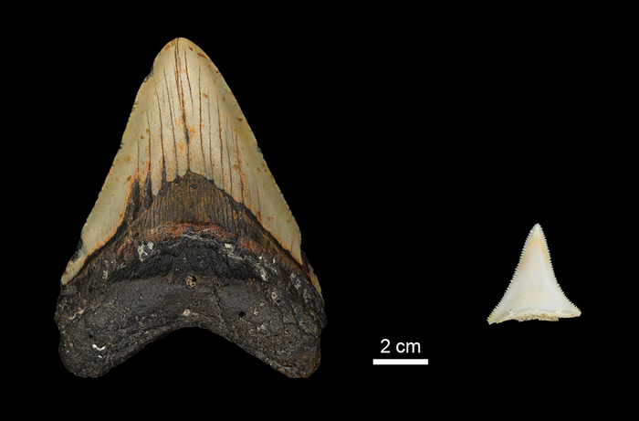 Tooth size comparison