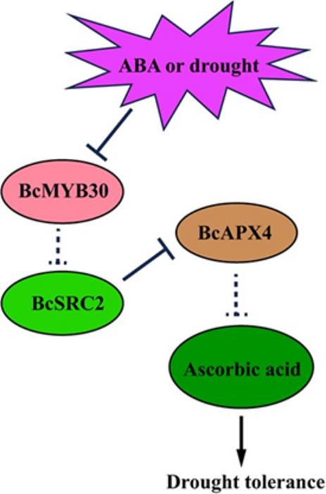 Proposed model of BcSRC2 enhances tolerance to ABA-mediated drought stress by increasing AsA content in pak choi.