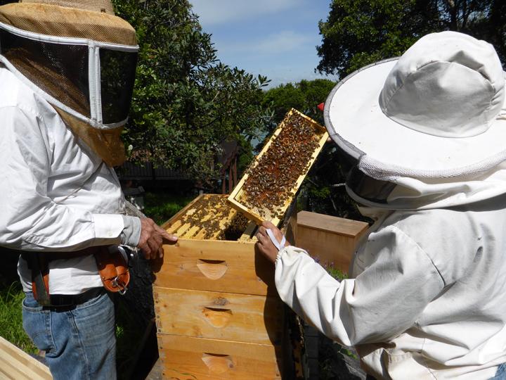 Beekeepers