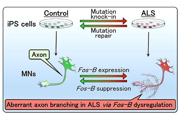 Researchers Find a New Pathological Mediator of ALS