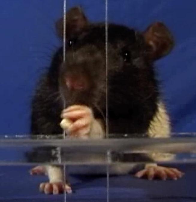 Deep Learning to Analyze Neurological Problems