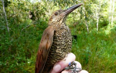 Black-banded Woodcreeper